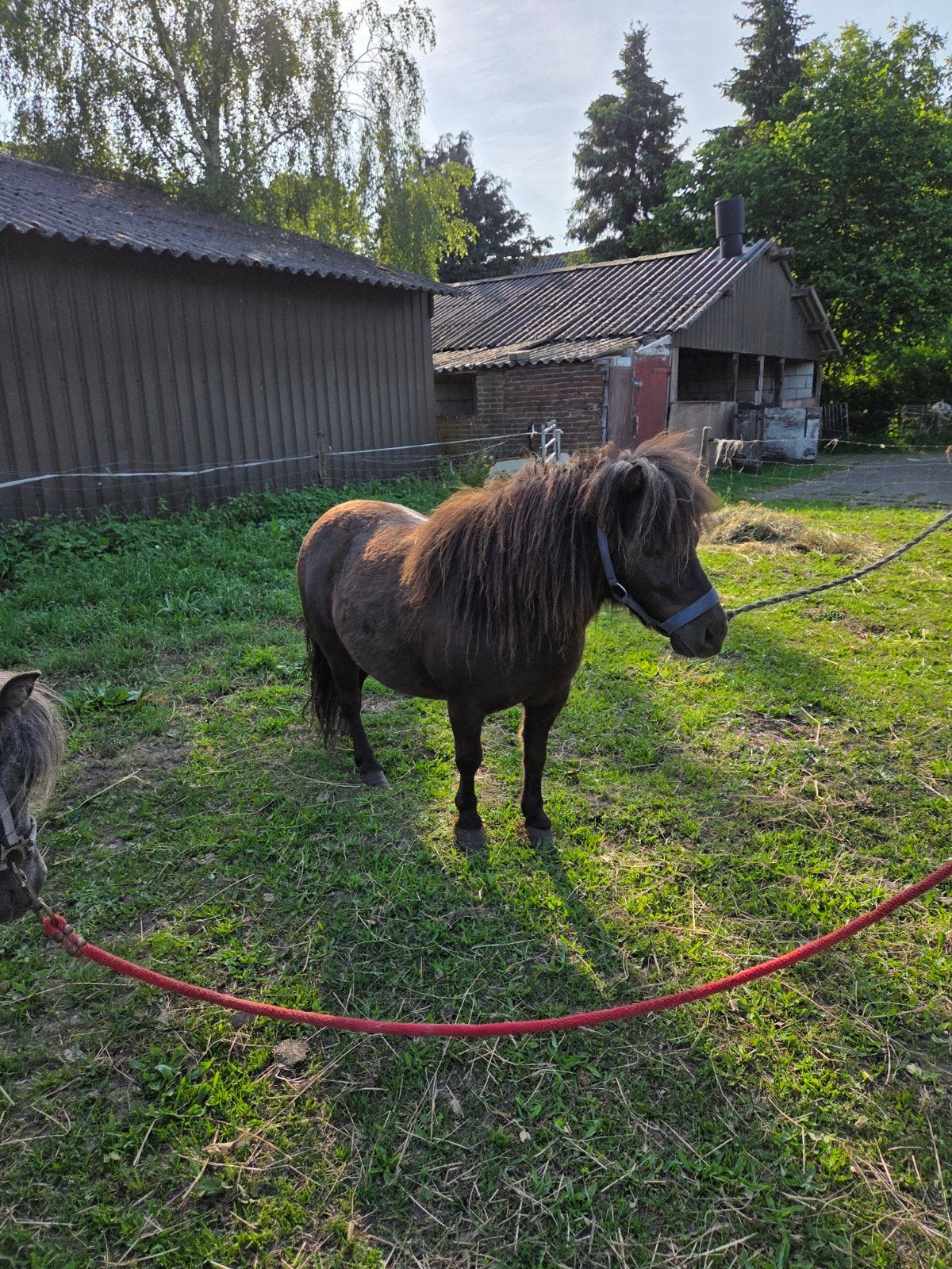 Twee mooie Shetlanders te koop, Merrie