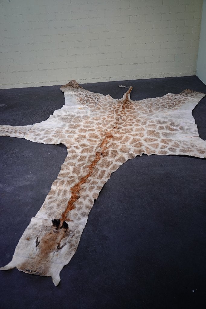 giraffe huis opgezette skin hide giraf, Ophalen, Zo goed als nieuw, Hert, Gewei of Kop
