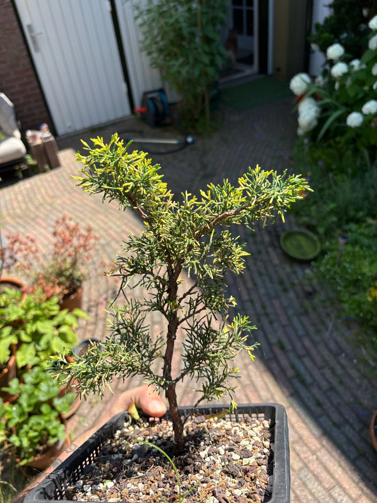 Juniperus pre-bonsai - variegated/bonte shimpaku, Volle zon, Vaste plant, Bloeit niet, Ophalen