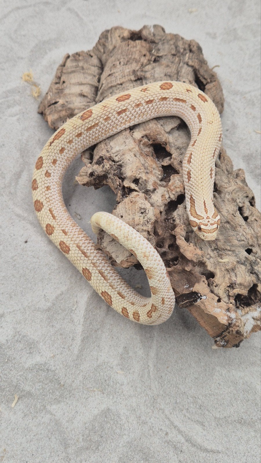 Haakneuslang volwassen man Hognose Snake - male for sale from De Jong