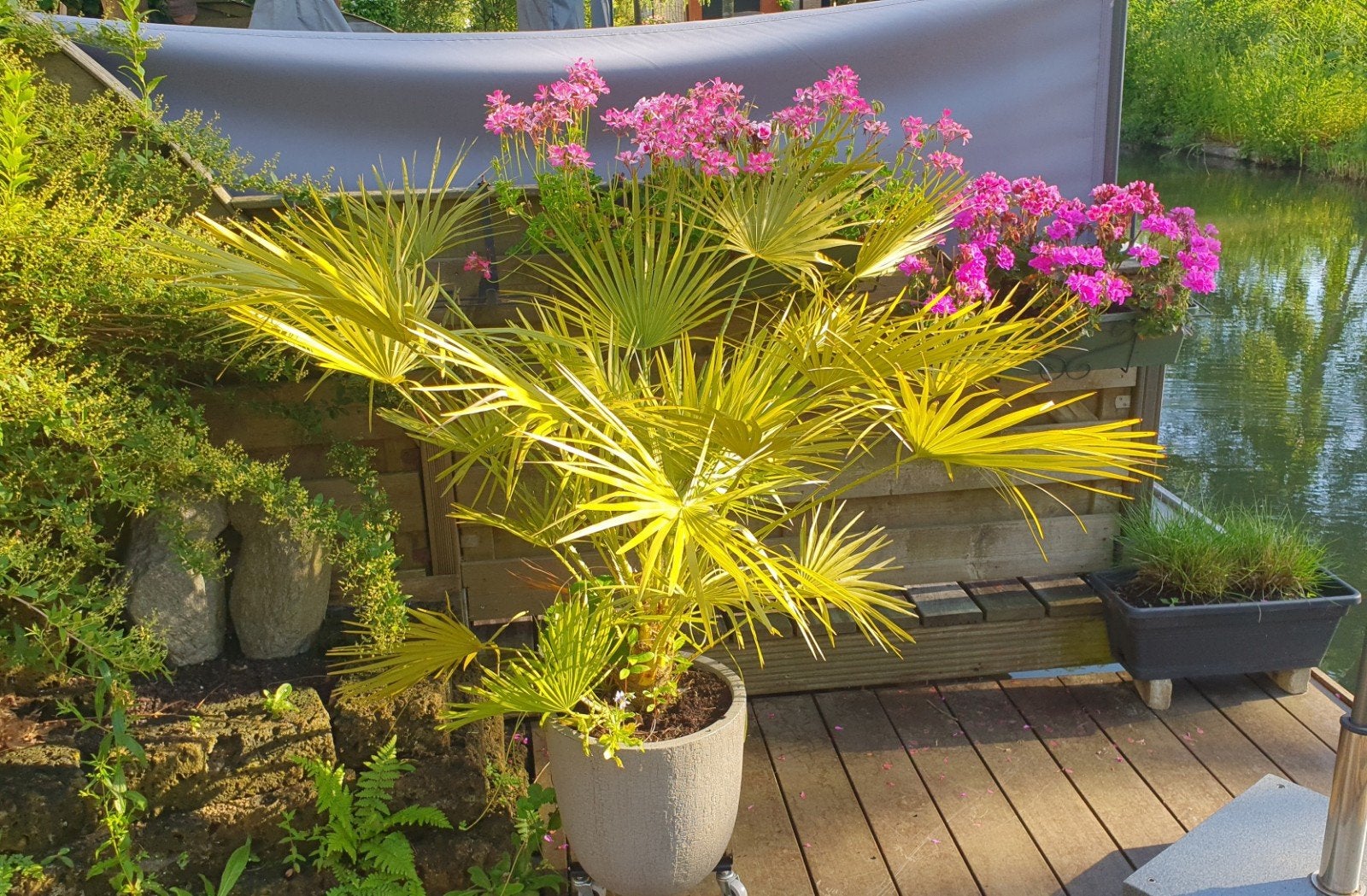 Winterharde palmboom in pot, Tuin en Terras, Planten | Bomen, 100 tot 250 cm, Zomer, Palmboom, Ophalen