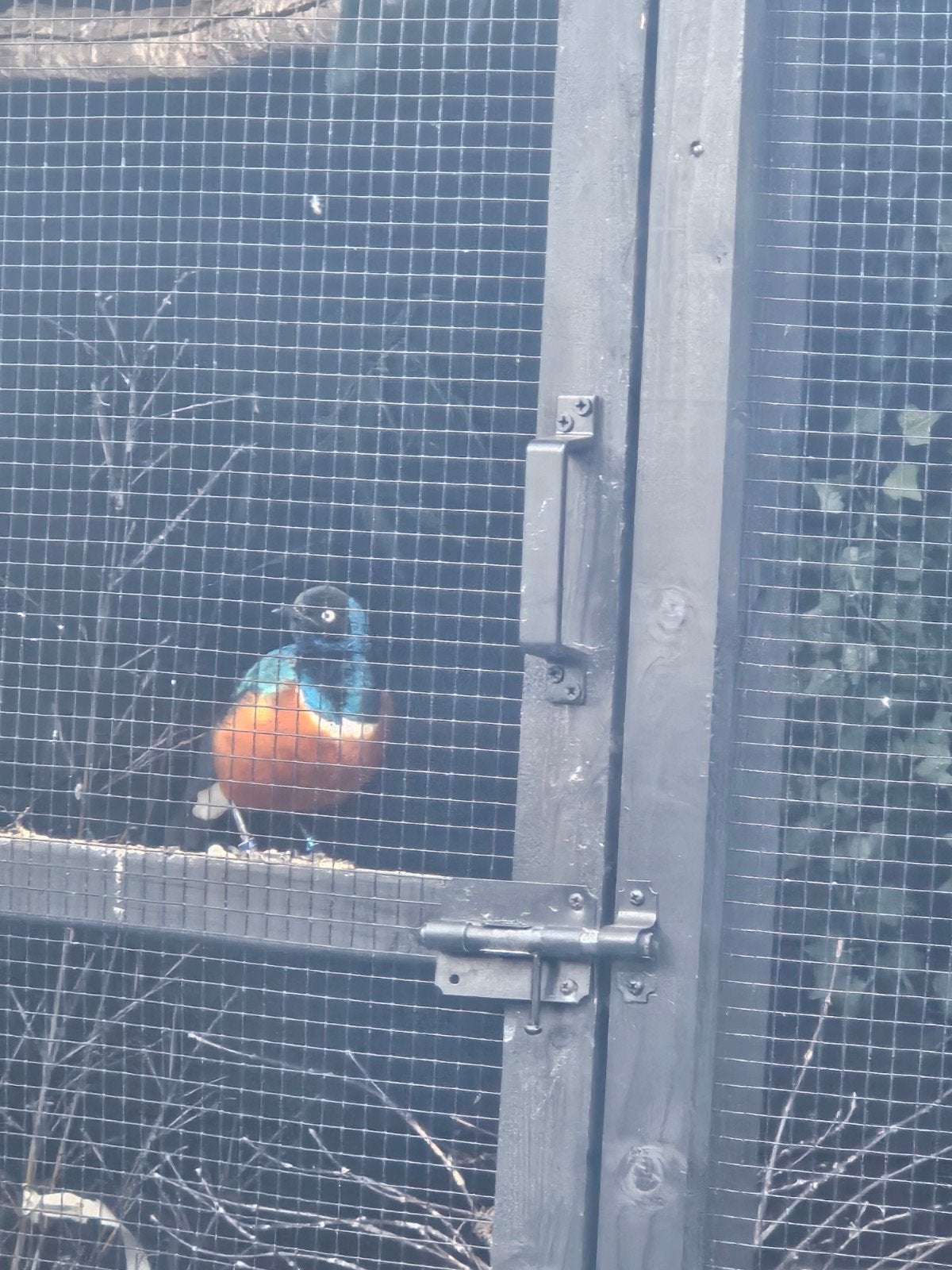mooie driekleur glansspreeuw man met 2 jongen, Dieren en Toebehoren, Meerdere dieren, Wildzangvogel, Geringd