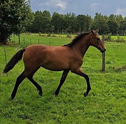 PRE merrie veulen te koop, Dieren en Toebehoren, Paarden, Merrie, Met stamboom, Niet van toepassing, Dressuurpaard