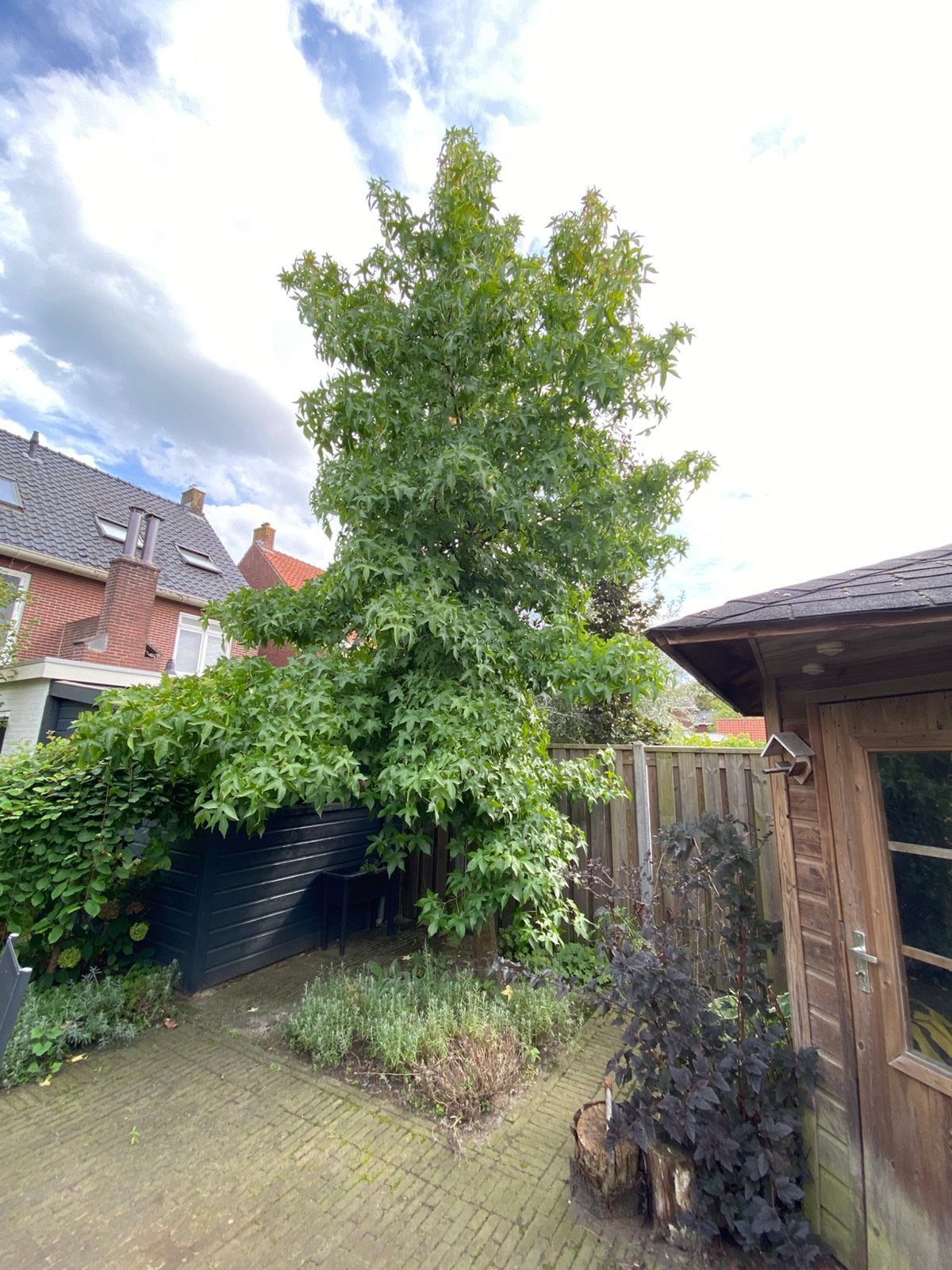 Gratis Amberboom, Tuin en Terras, Planten | Bomen, Ophalen, Volle zon, Overige soorten