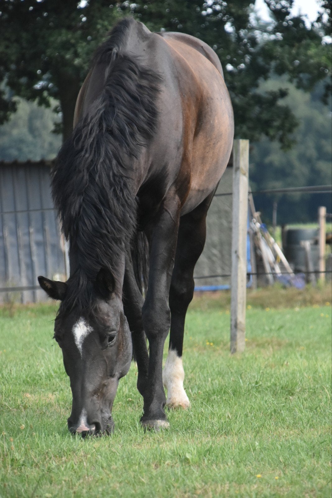 Lieve 8 jarige kwpn ruin, Dieren en Toebehoren, Paarden, Met stamboom, Ruin, Dressuurpaard, L