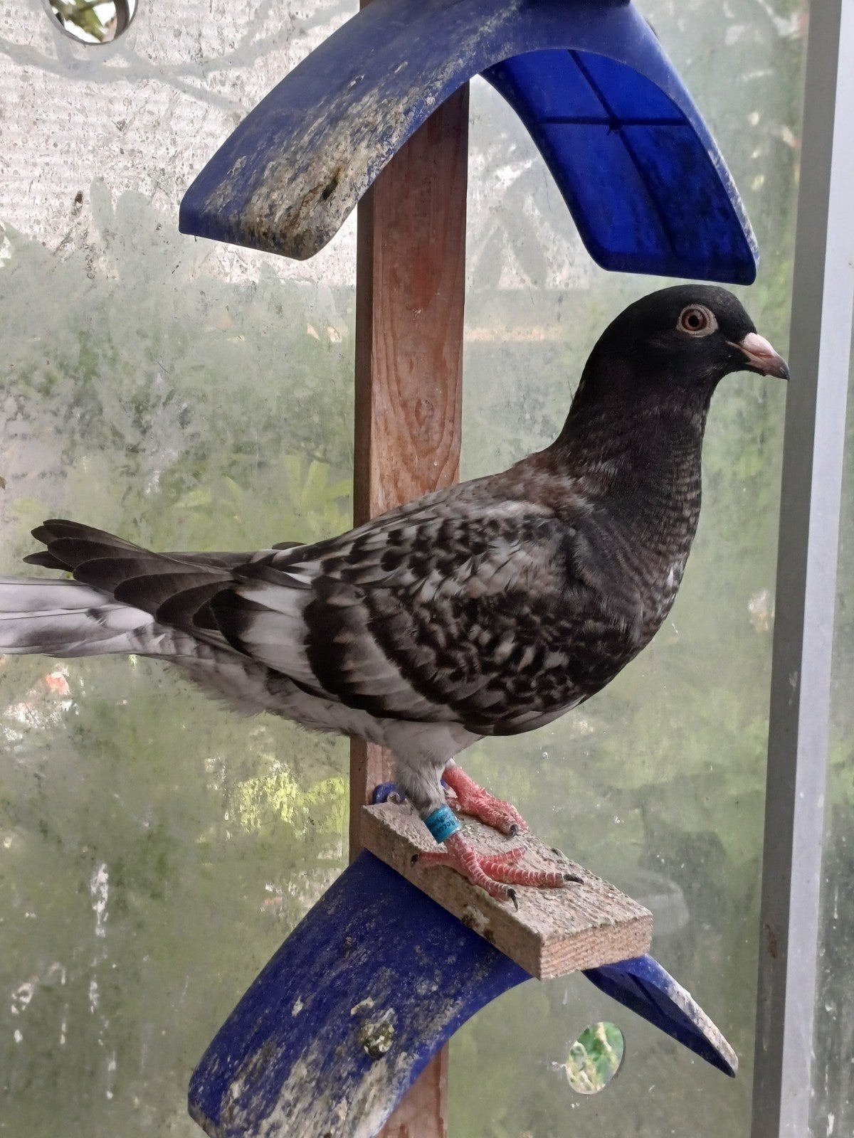 Jonge kleurpostduiven, Dieren en Toebehoren, Meerdere dieren, Postduif