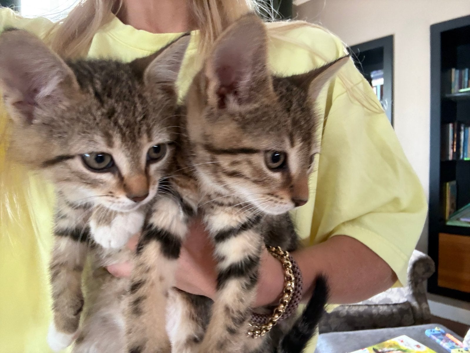 Kittens 9weken, Dieren en Toebehoren, Kater