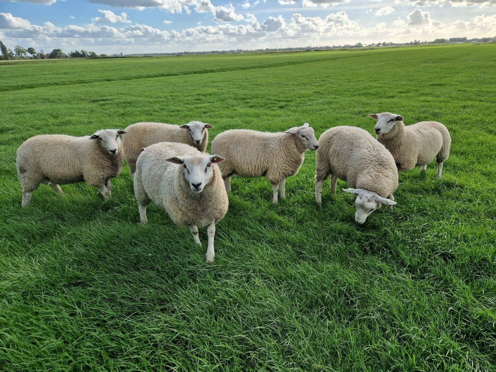 swifter dekrammen., Mannelijk, Schaap