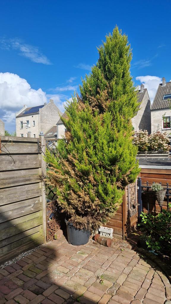 Gratis: Grote conifeer in pot, Bloeit niet, Halfschaduw, Overige soorten, Ophalen