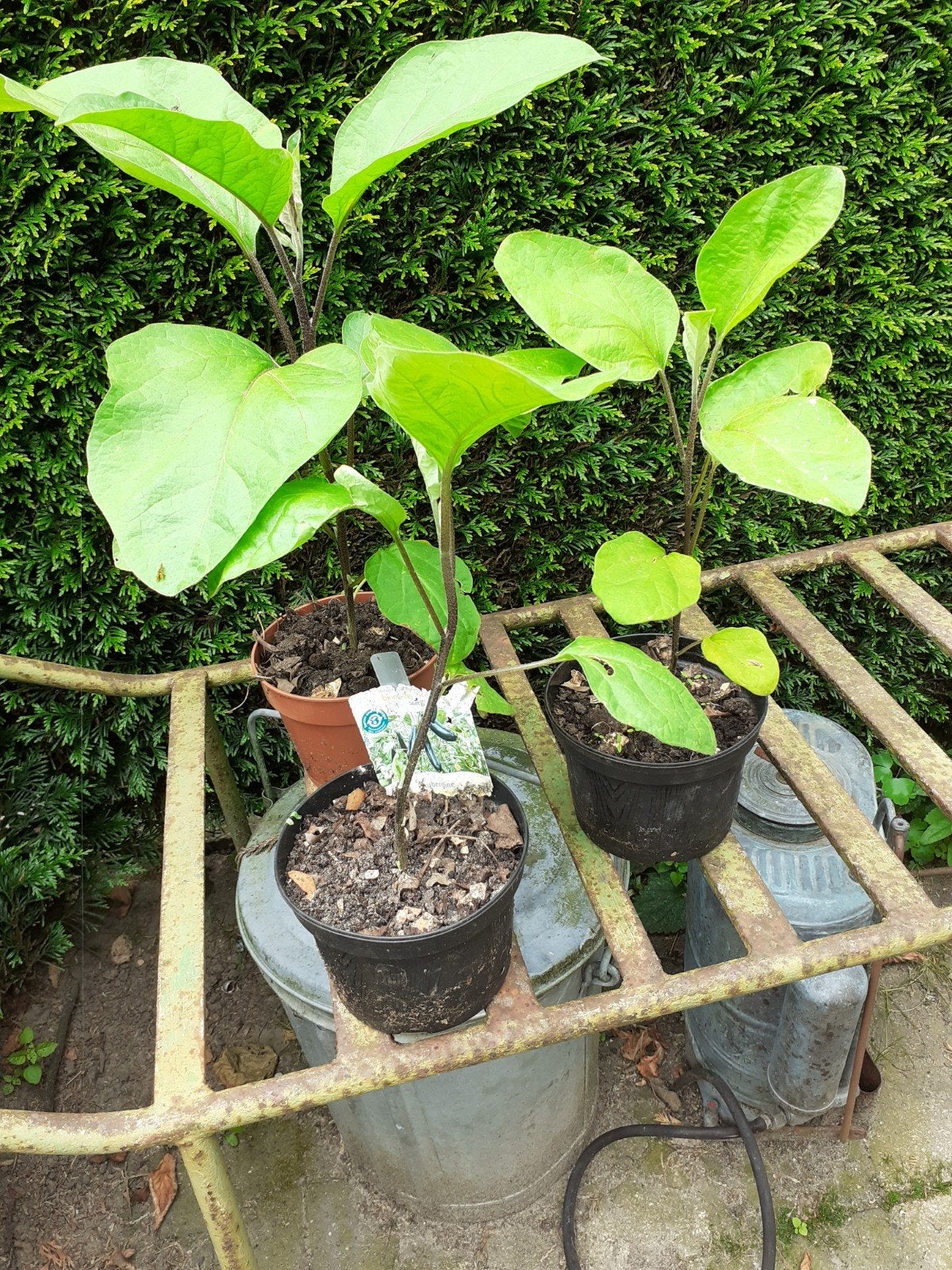 Aubergine planten, Ophalen, Minder dan 100 cm, Overige soorten, Zomer