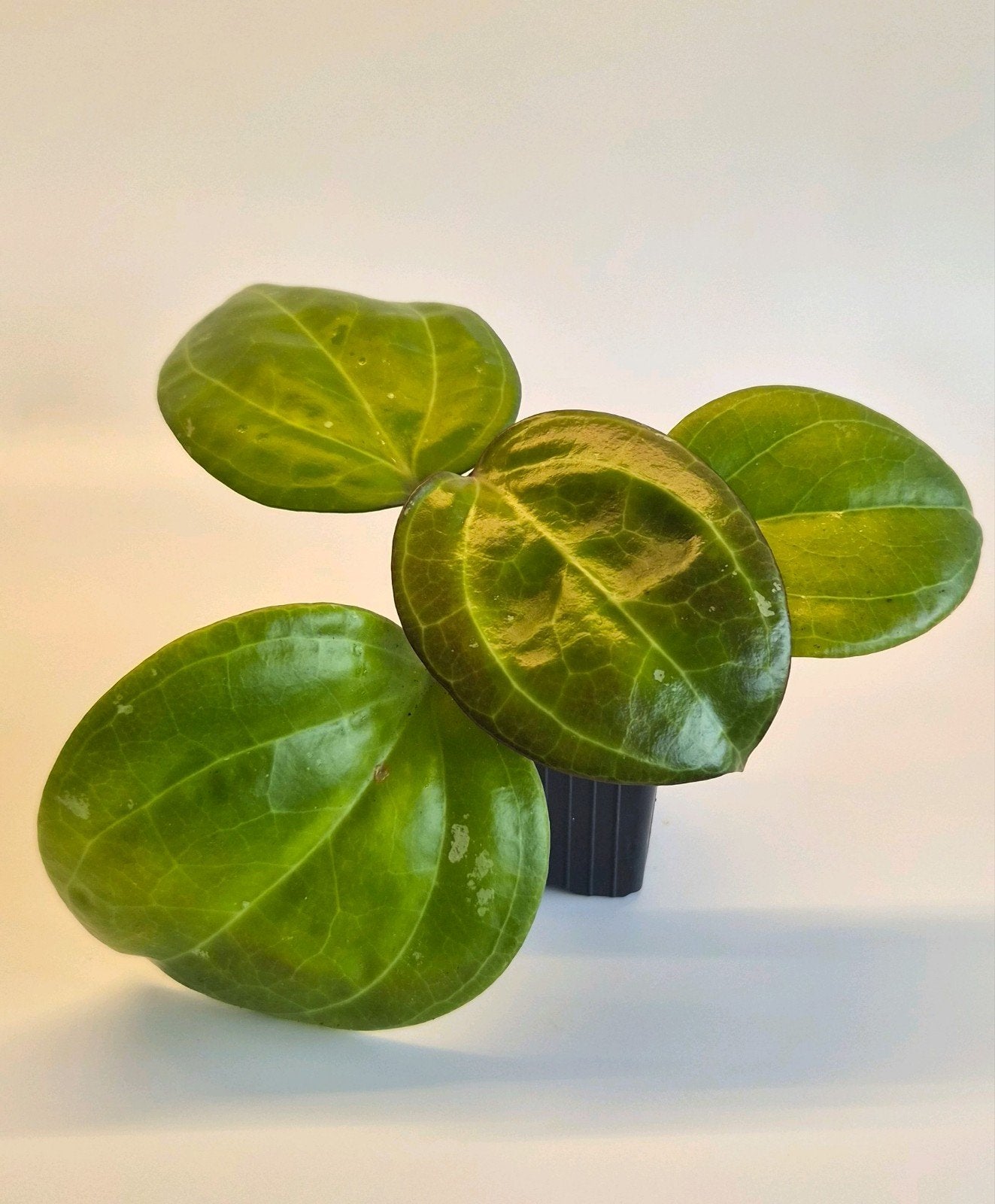 Hoya Sarawak, Huis en Inrichting, Ophalen of Verzenden, Halfschaduw, Minder dan 100 cm