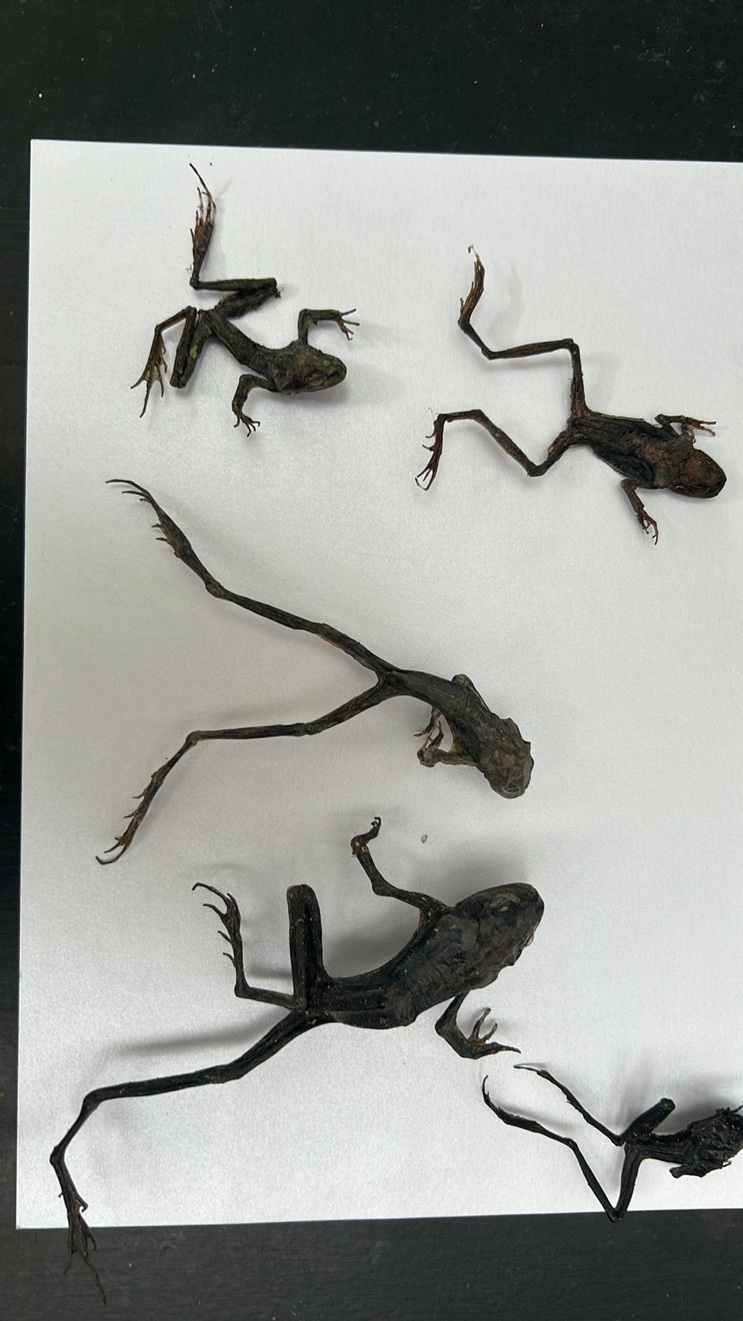 Taxidermie kikkers, Wandelende tak