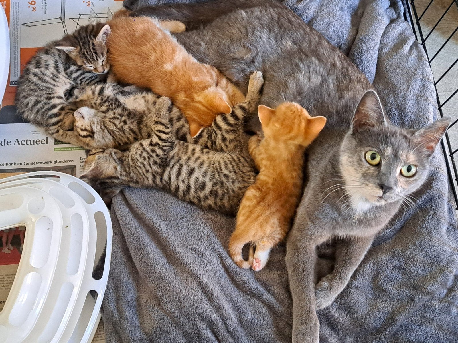 Noorse Boskat/Britse Korthaar x Bengaal kittens, Meerdere dieren, Ontwormd, 0 tot 2 jaar