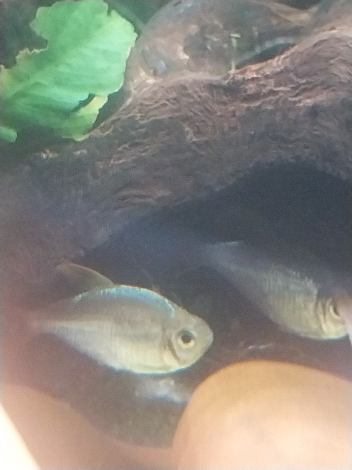 Colombia tetras, Vis