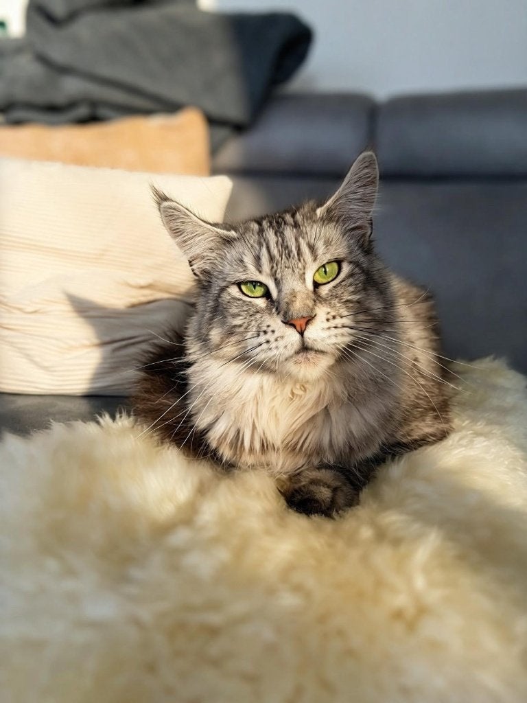 Main coon, Poes, Gechipt, 3 tot 5 jaar