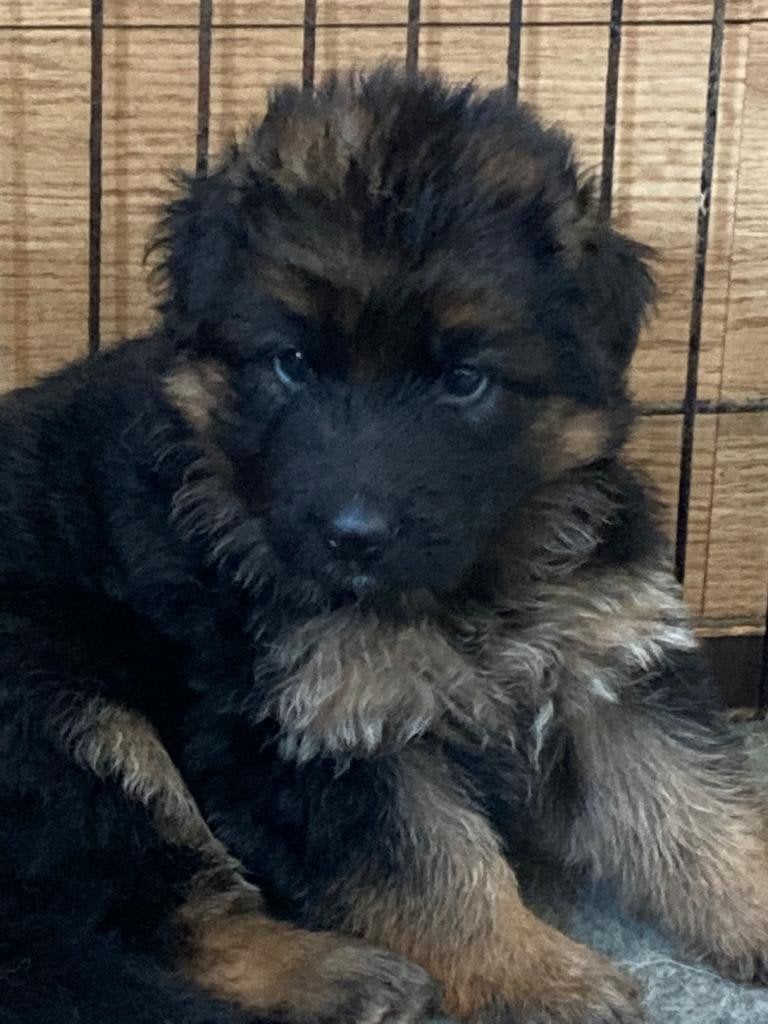 Duitse Herder Pups uit Keurfok, w.o. Langstokhaar, Meerdere, Meerdere dieren, Herder, Nederland