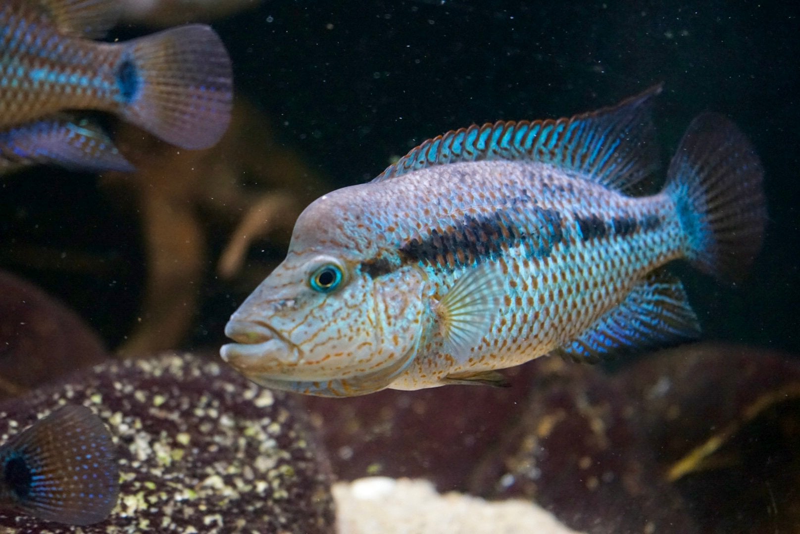 Koppel Cichlasoma grammodes, Vis