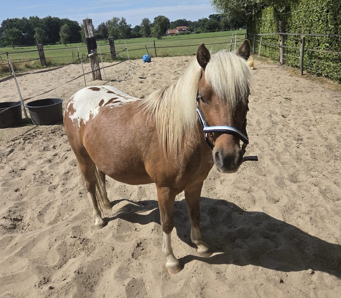 Minipaard zoekt nieuw huis, Dieren en Toebehoren, Pony's, Met stamboom, Ruin, Niet van toepassing, A pony (tot 1.17m)
