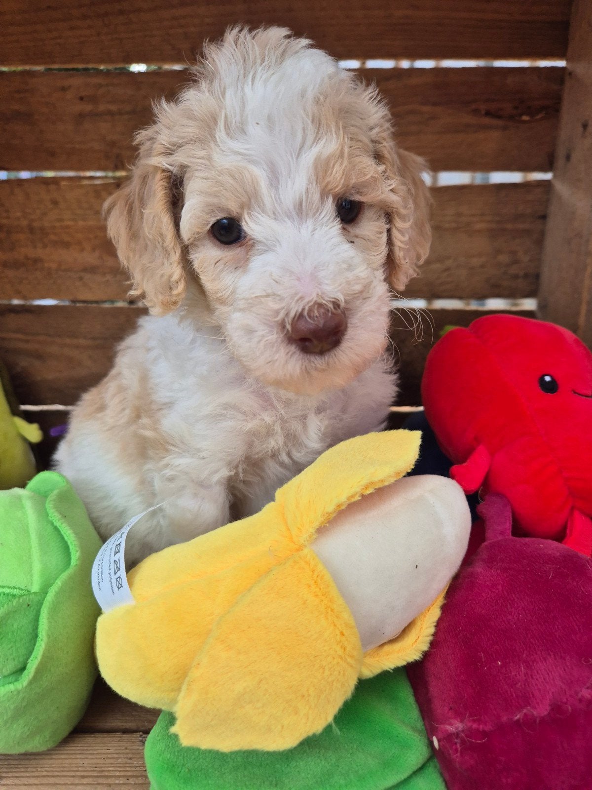 Double Doodle s -Golden x Labra Doodles-, Overige rassen, 8 tot 15 weken, Meerdere, Meerdere dieren