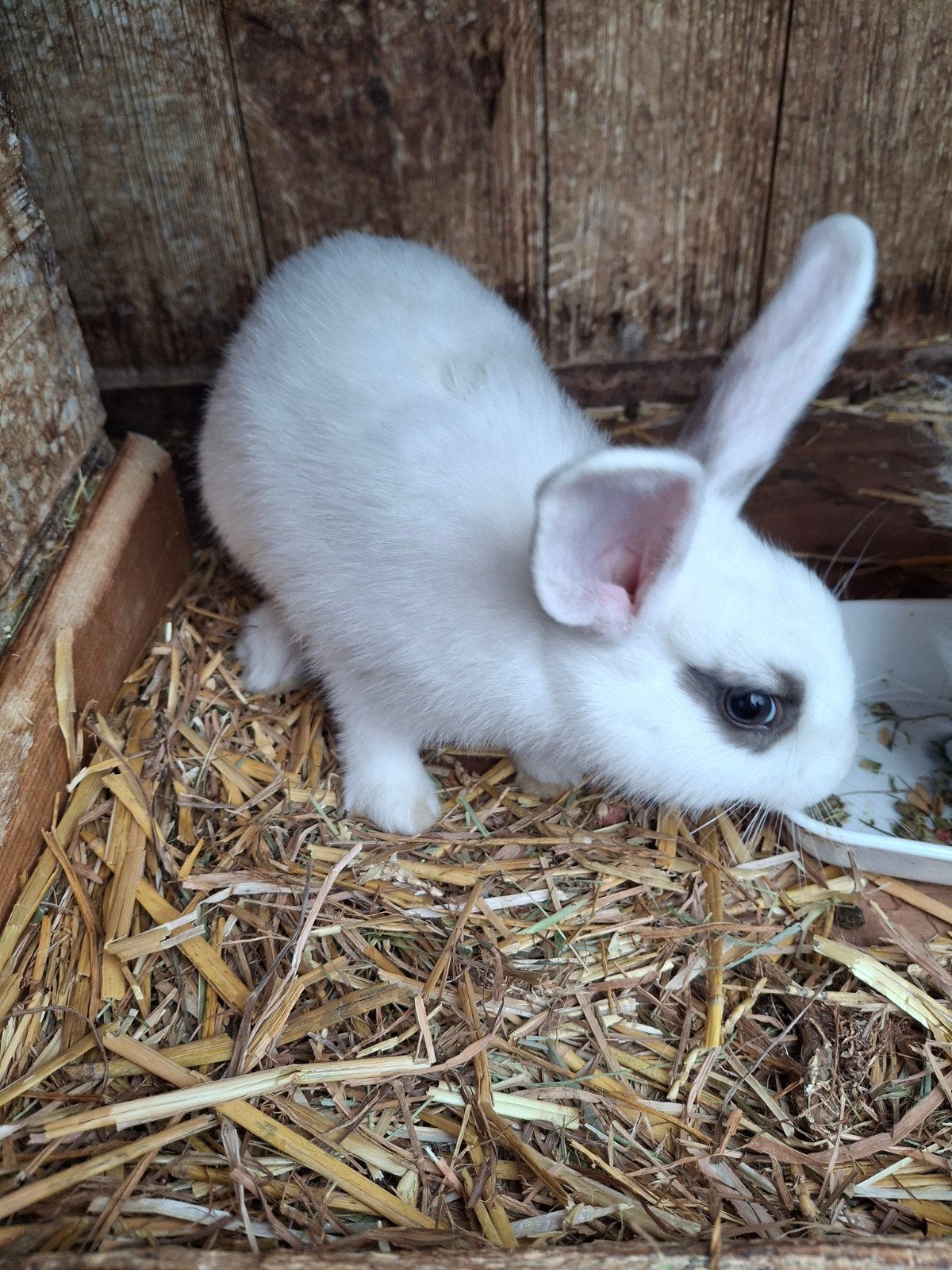 Mooie kleine konijnen, Dieren en Toebehoren, Meerdere dieren, Middelgroot, 0 tot 2 jaar