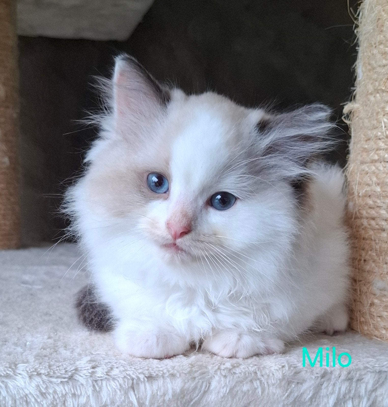 Lieve Ragdoll kittens, Kater, Gechipt, 0 tot 2 jaar