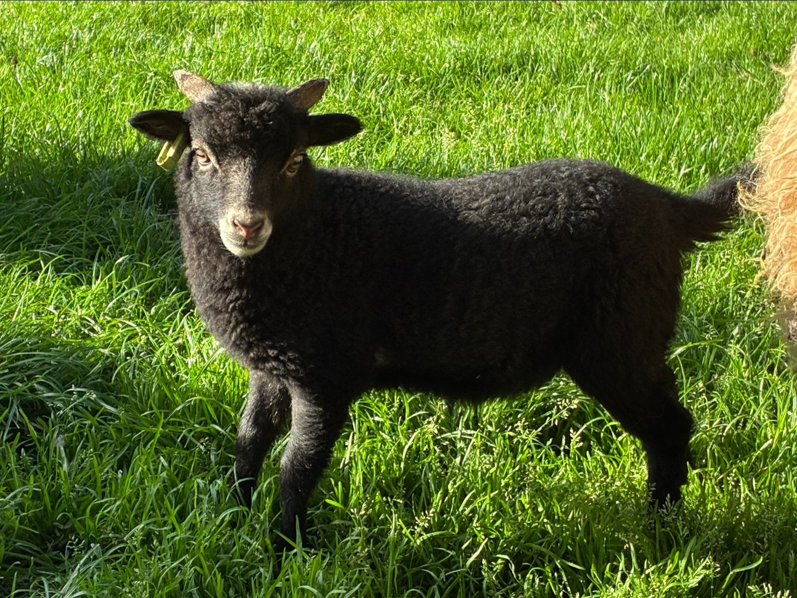 Ouessant rammetje, Dieren en Toebehoren, Mannelijk, Schaap