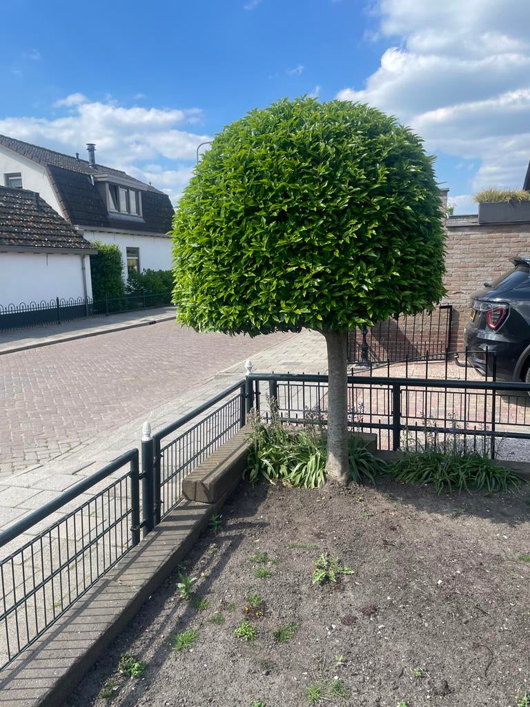 Portugese Laurier op stam - Bolvorm, Ophalen