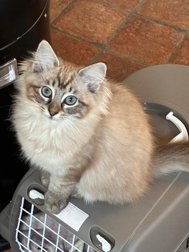 ragdoll kitten, Dieren en Toebehoren, Poes, Ontwormd, 0 tot 2 jaar