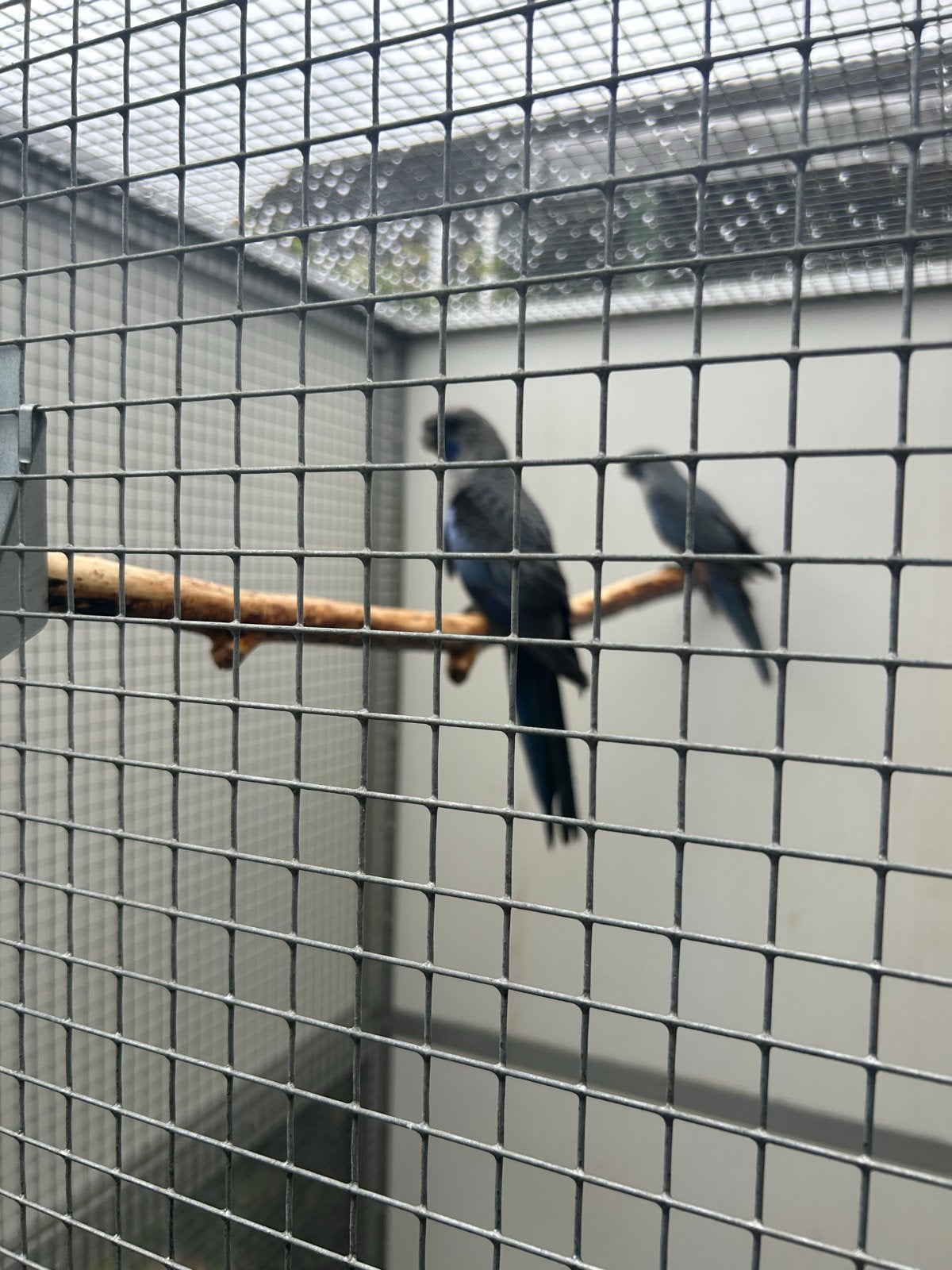 Pennant blauw bont, Dieren en Toebehoren, Vogels | Parkieten en Papegaaien, Parkiet