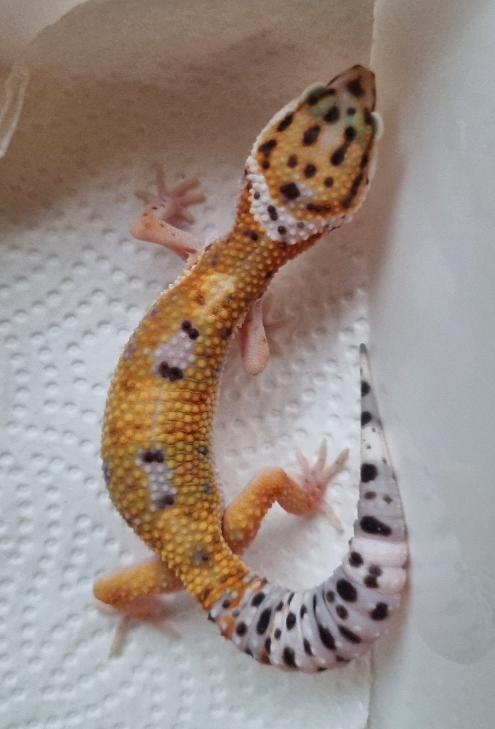 0.1 purple head x w&y bell albino luipaardgekko