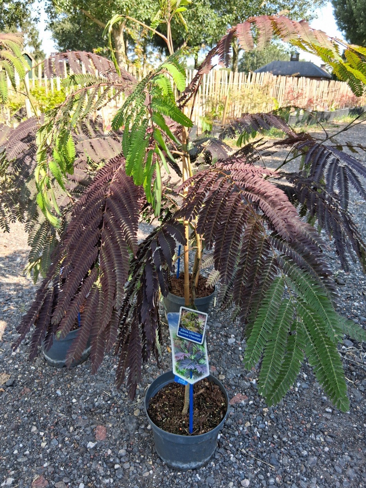 Albizia summer chocolate, Ophalen, Overige soorten, Volle zon
