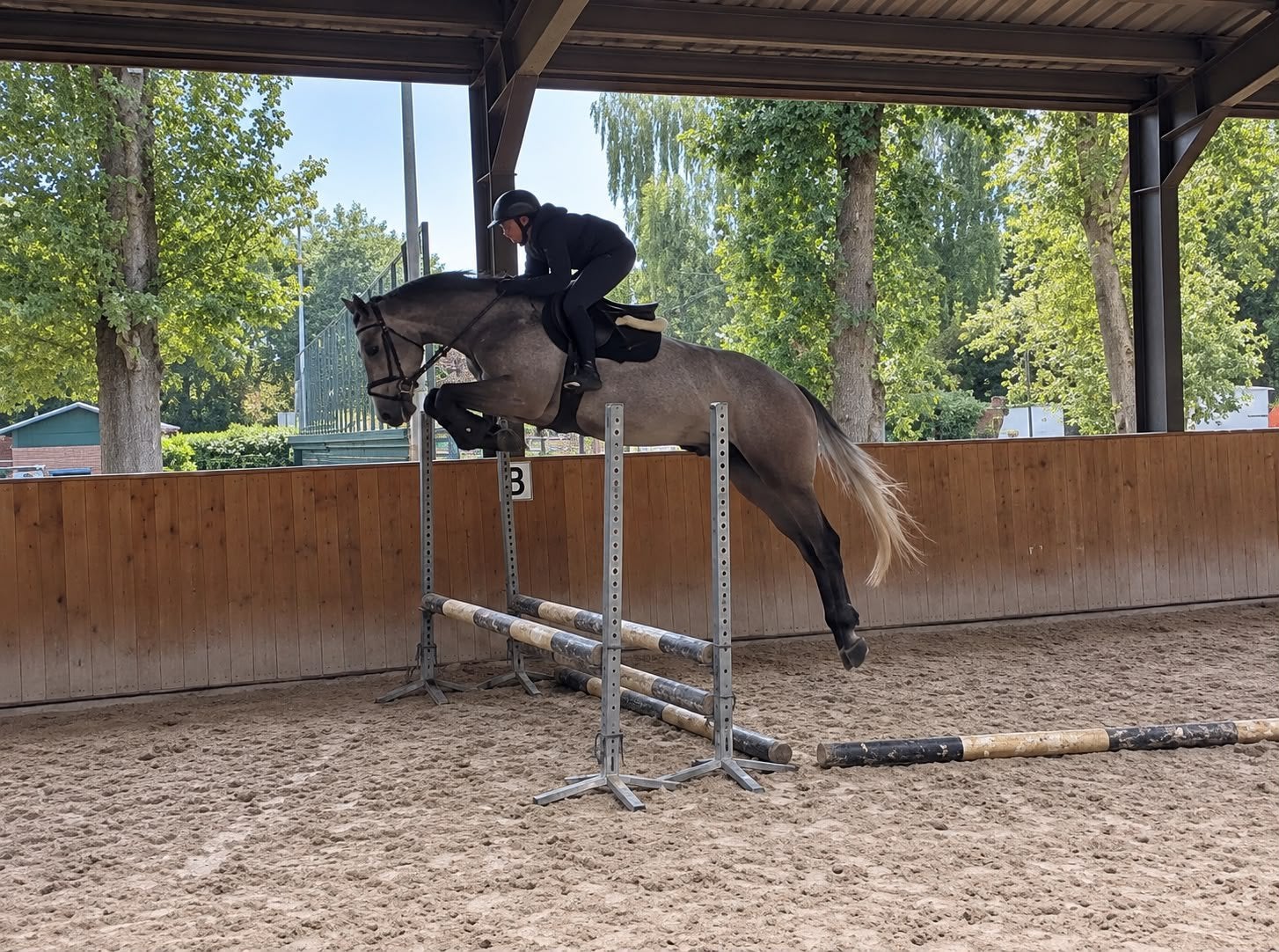 Thriller Fashion - toekomstig allroundpaard, Springpaard, Ruin, Zadelmak, 3 tot 6 jaar