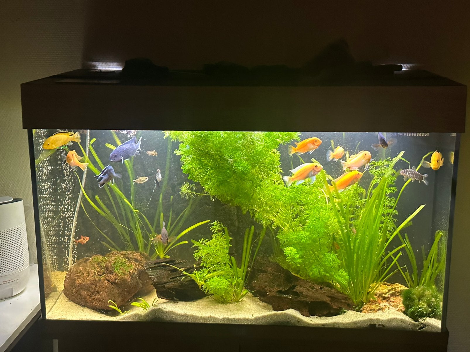 Compleet juwel aquarium (2) met alles erbij (80cm en 120cm), Ophalen, Inclusief vissen, Juwel, Gevuld zoetwateraquarium