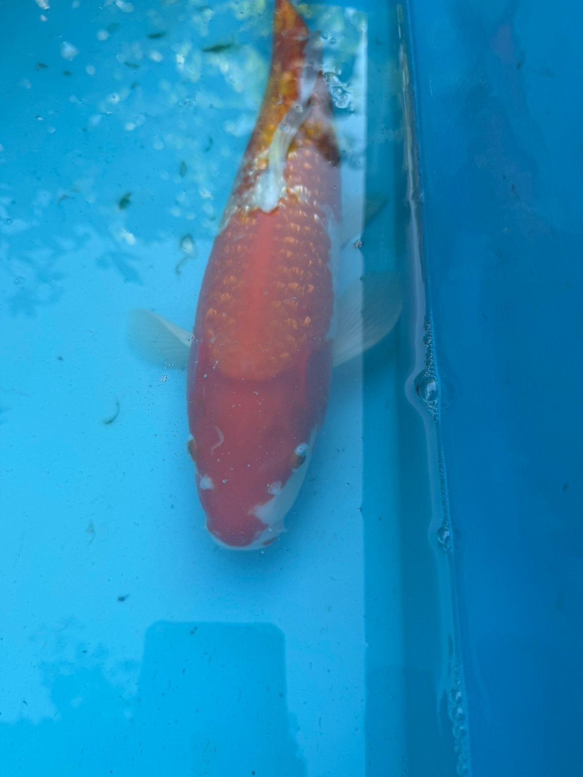Ginrin kohaku Momotaro   Koi, Dieren en Toebehoren, Karper of Koi