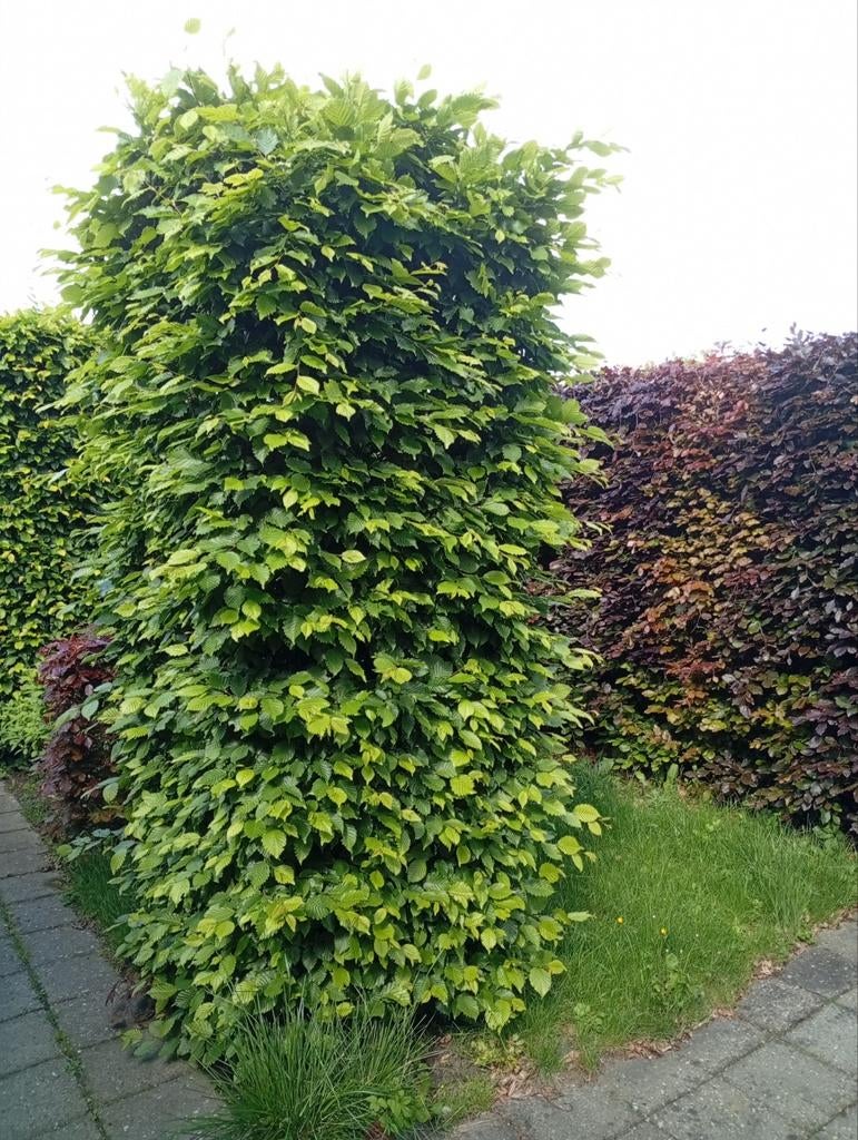 Beukenhaag - Groen en Rood Gratis, Tuin en Terras, Ophalen, Beukenhaag, Haag, 250 cm of meer