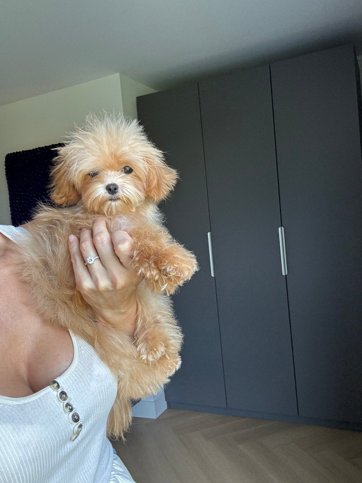 Exclusieve Maltipoo F1 Micro (Asian Toy Poedel / Maltezer), Particulier, Overige rassen, 8 tot 15 weken, Buitenland