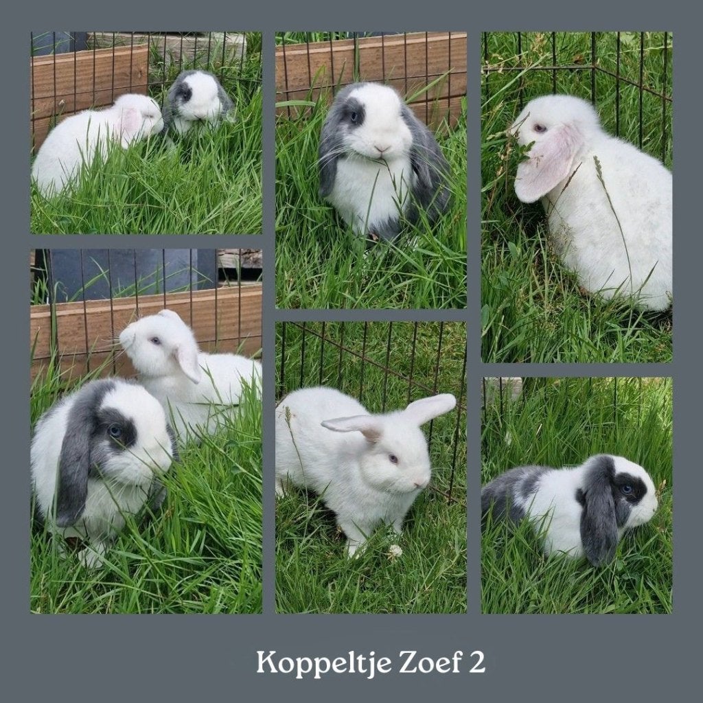 Koppel hangoorkonijntjes (Minilop), Dieren en Toebehoren, Konijnen, Dwerg, Meerdere dieren, 0 tot 2 jaar, Hangoor