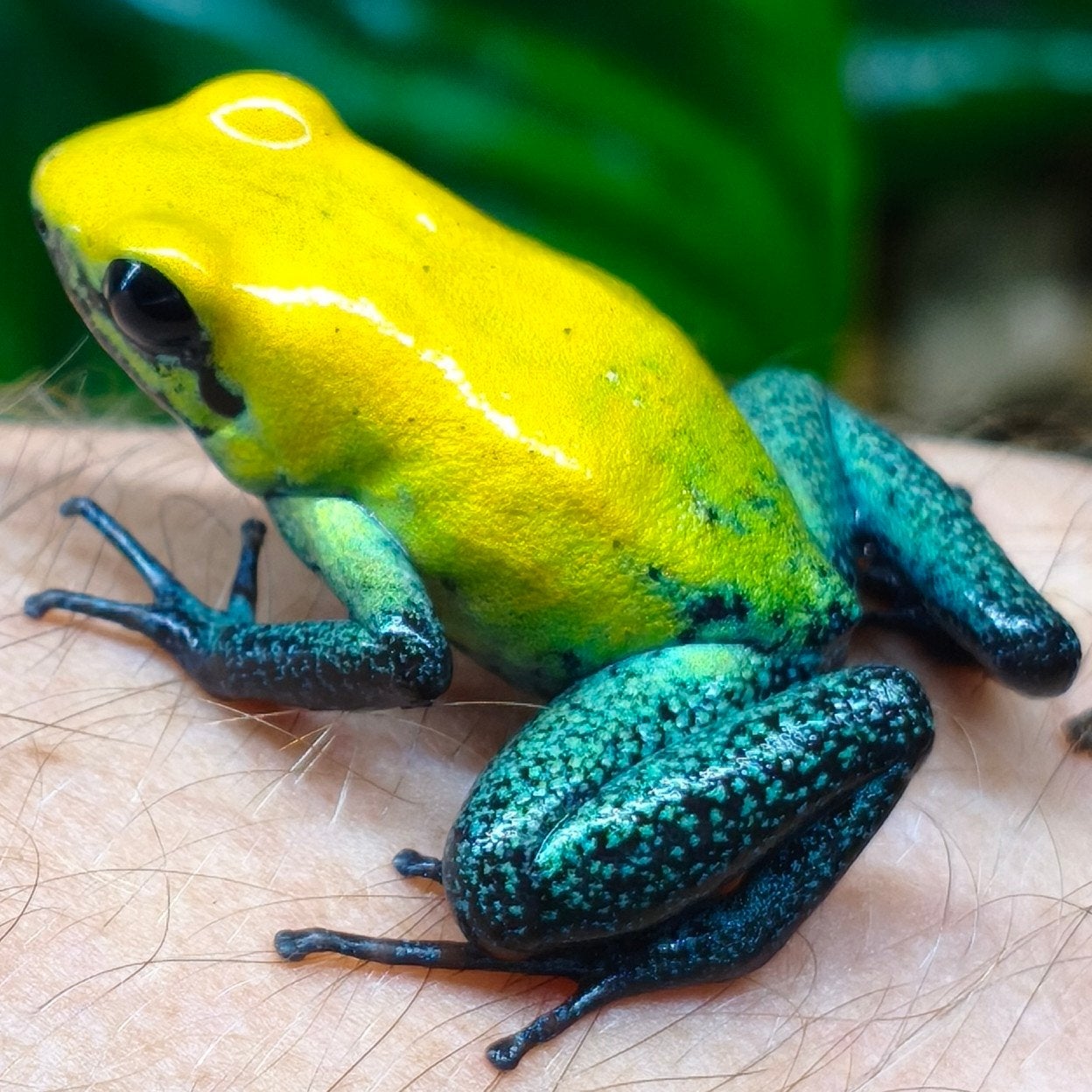 Phyllobates bicolor 'Uraba' nakweek van Tesoros Frog - unknown for sale from Wouter
