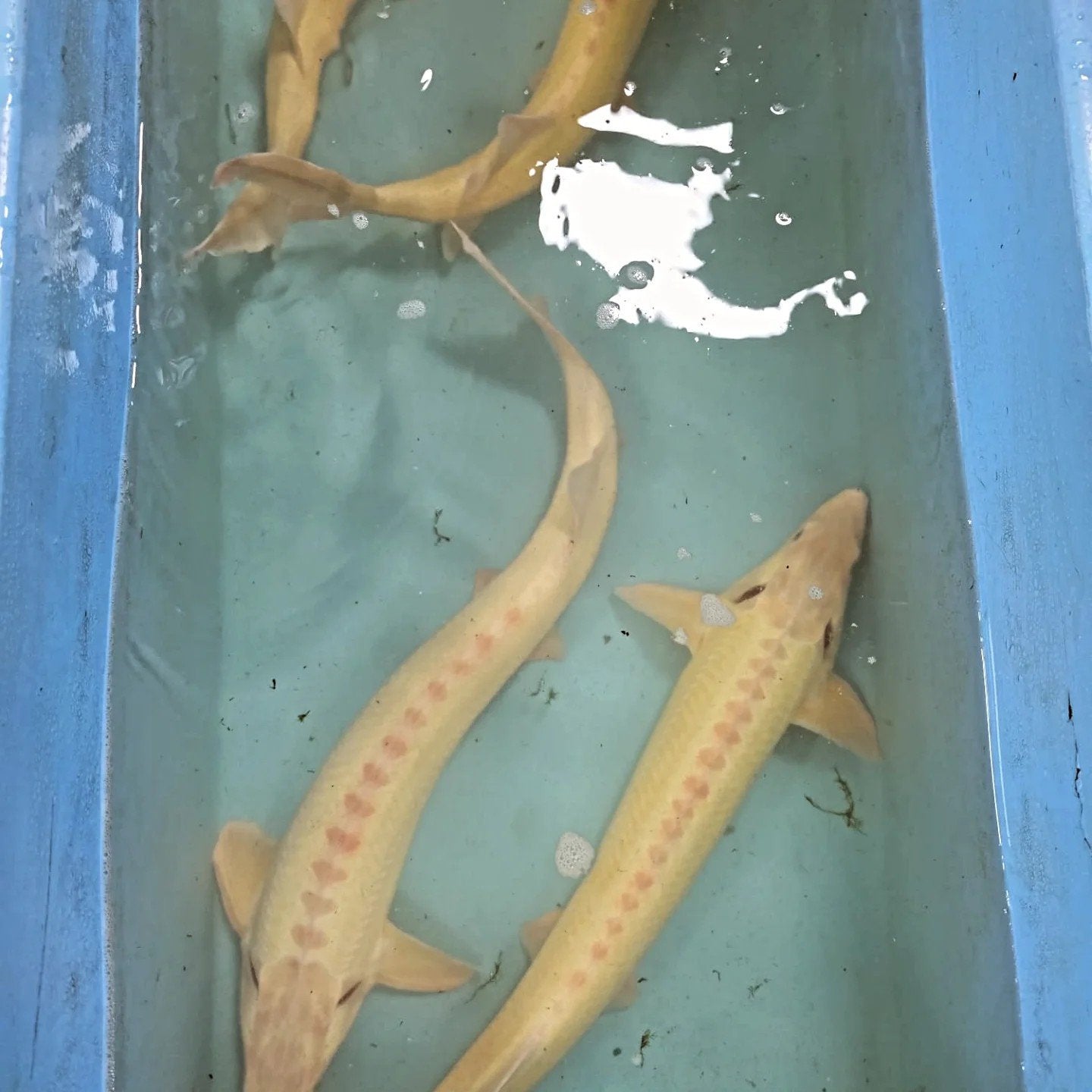 Albino blauwoog 65-70cm, Steur