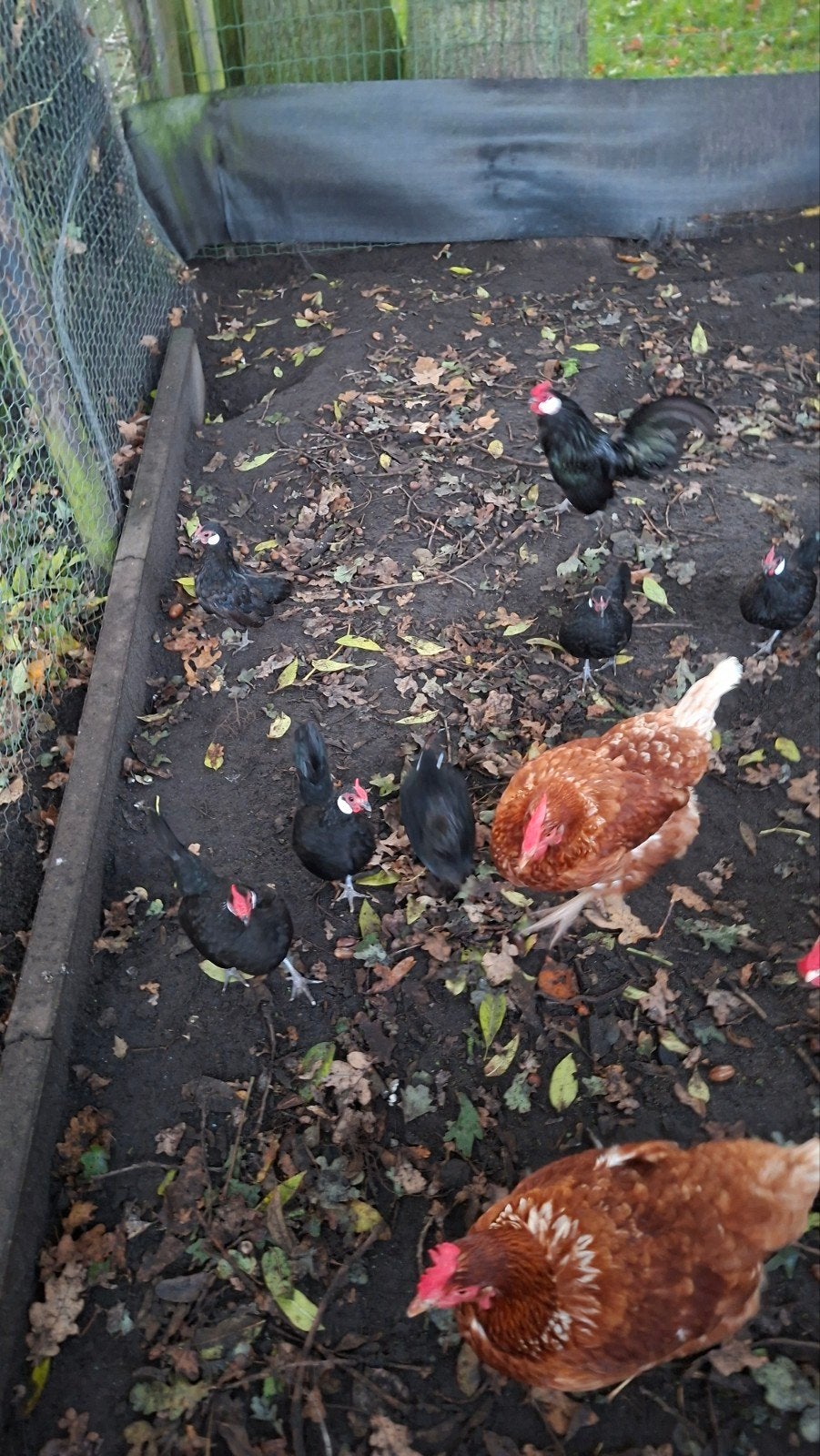 Java krielen, Dieren en Toebehoren, Vrouwelijk, Kip