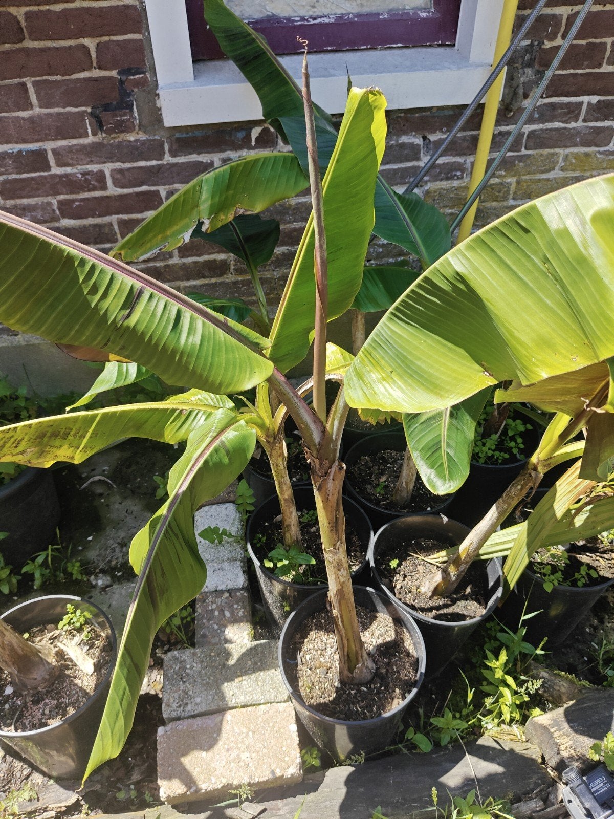 Musa sikkimensis red tiger, Overige soorten, Volle zon, Vaste plant, Ophalen of Verzenden