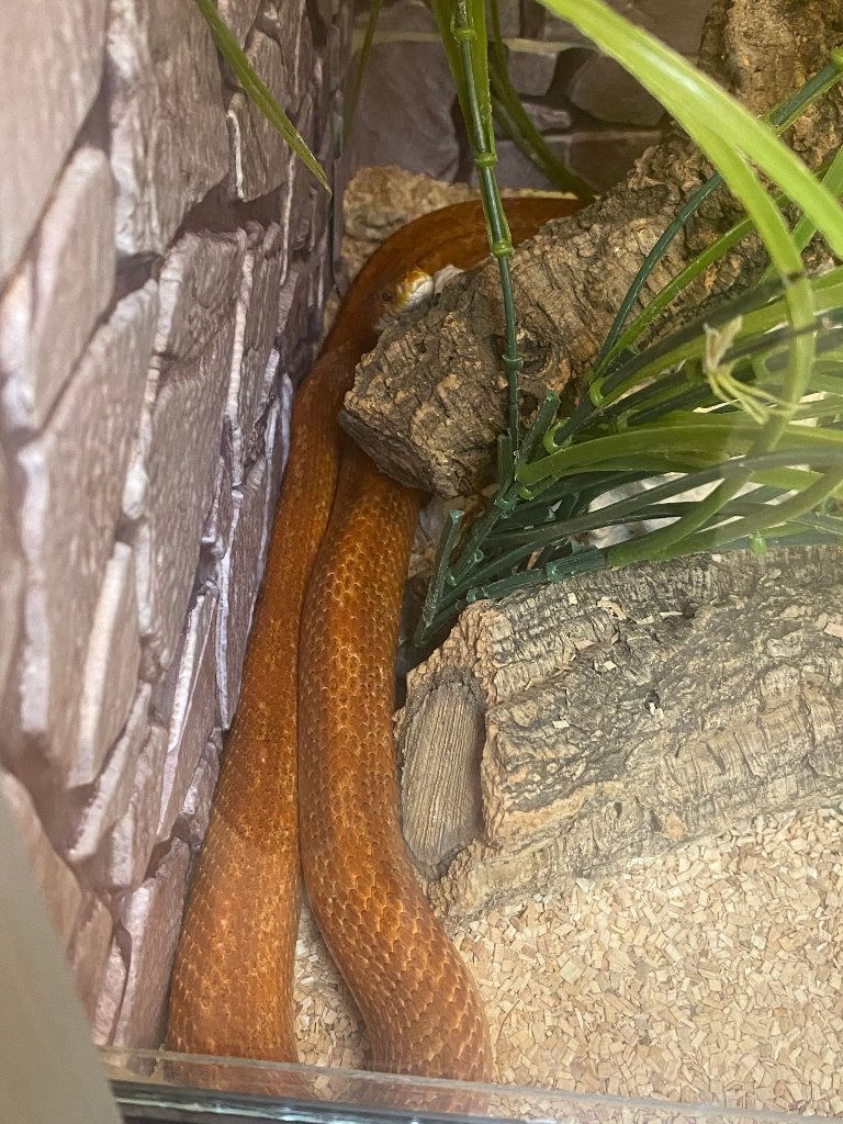 rattenslangen Rat Snake photo 2