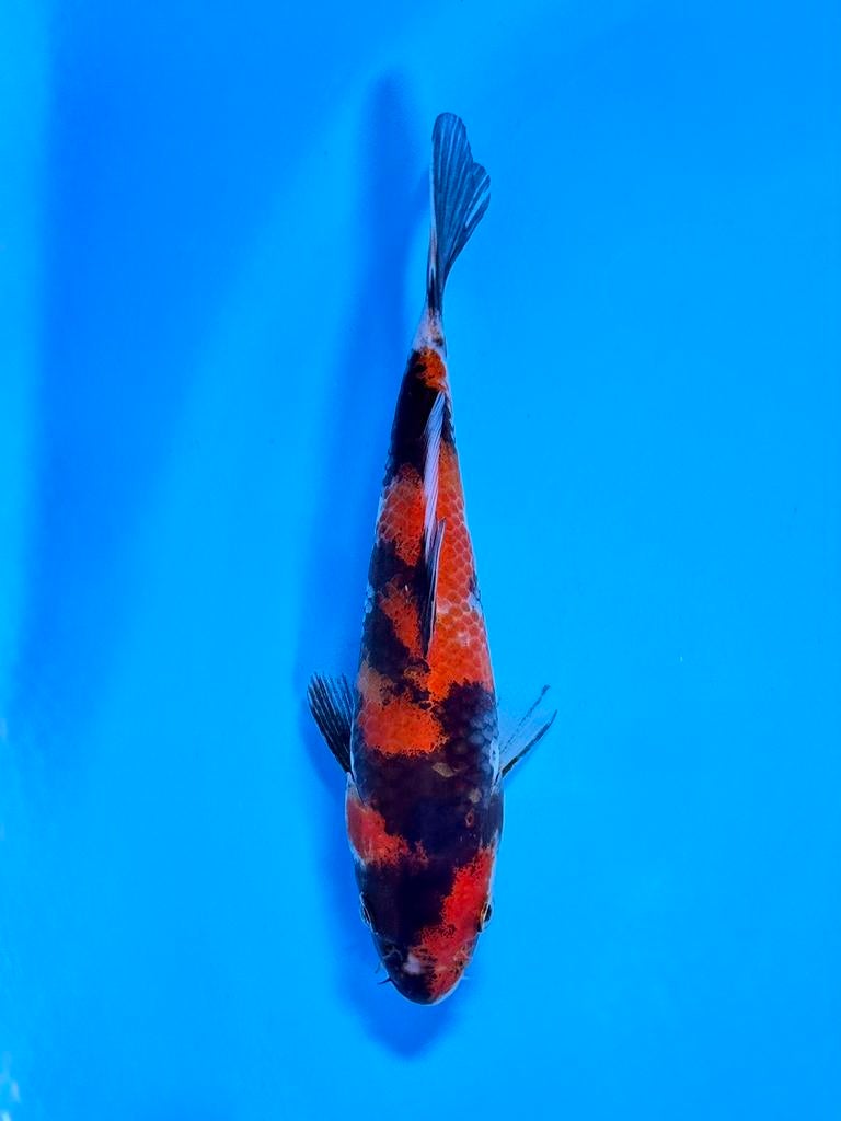 Showa Tosai 14-18cm – Kase Japanse koi, Karper of Koi