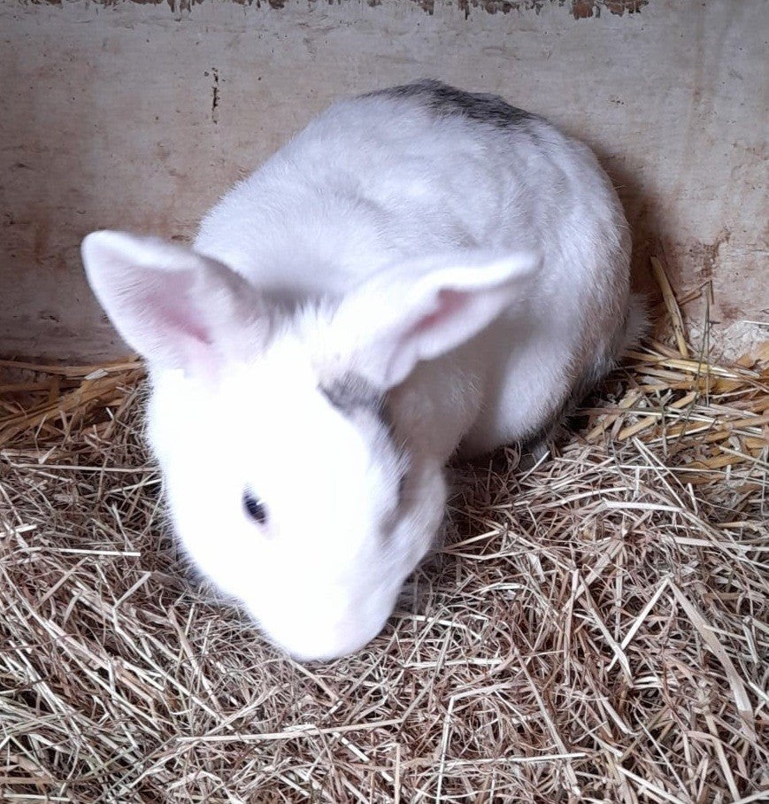mooie witte ram ,konijn geboren 2026, Dieren en Toebehoren, Mannelijk, Middelgroot, 0 tot 2 jaar