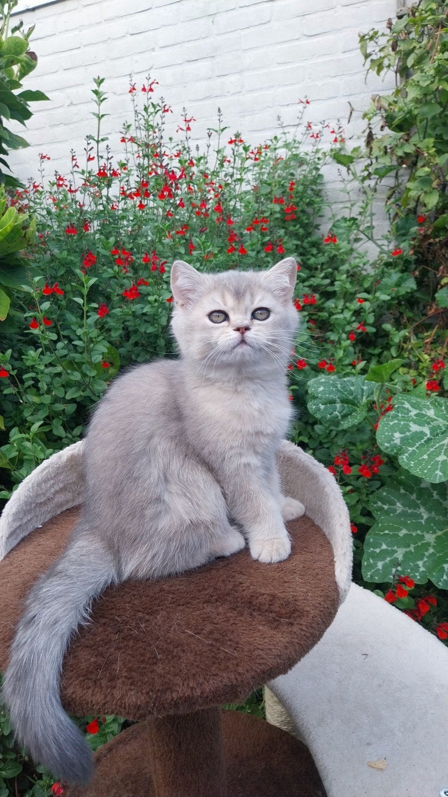 BKH KITENS MET STAMBOMEN