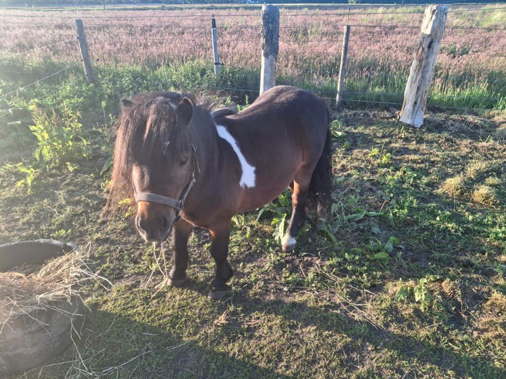 Lieve bonte mini te koop, Dieren en Toebehoren, Ophalen, Overige soorten