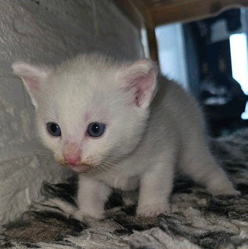 2 kittens, Meerdere dieren, Kortharig, 0 tot 2 jaar