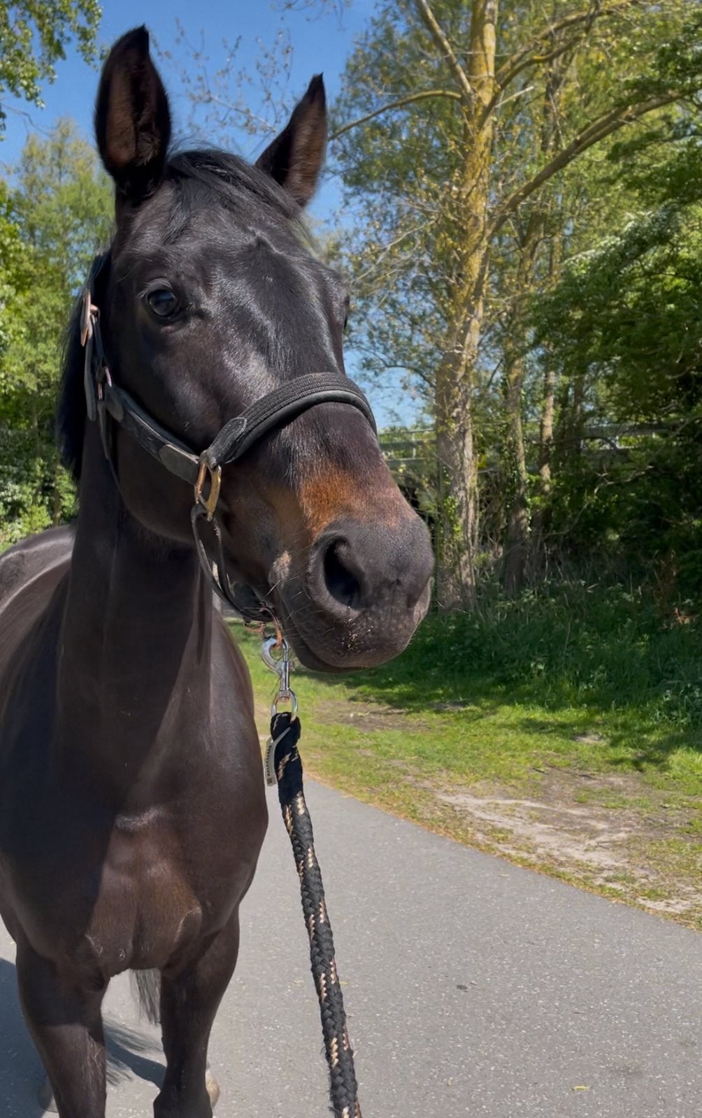 ️Talentvolle allround en lieve merrie zoekt 5*, Dieren en Toebehoren, Paarden, Merrie, Dressuurpaard, 3 tot 6 jaar, 160 tot 165 cm