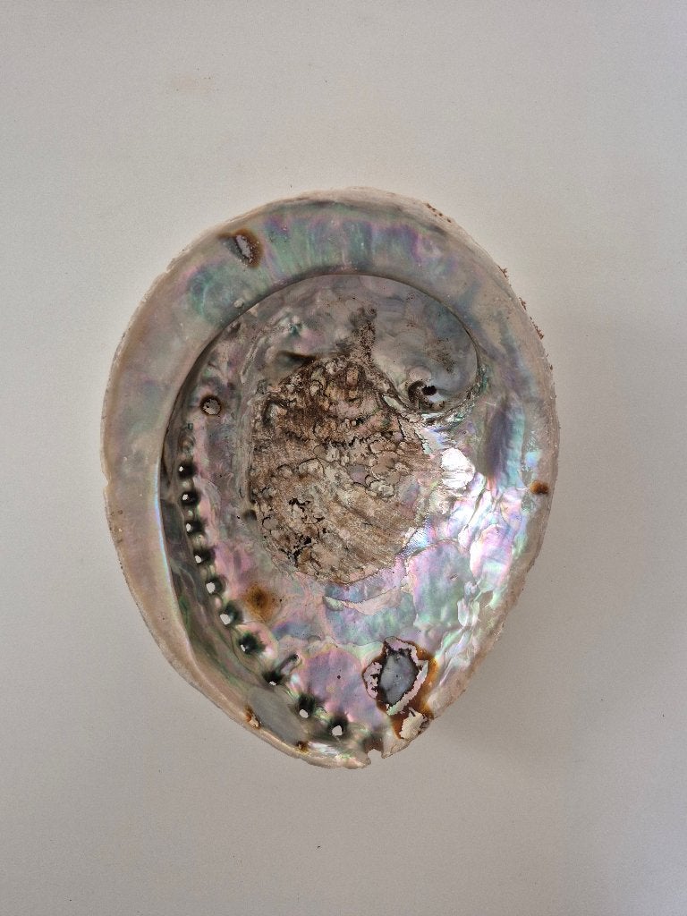 Abalone schelp nr2  – 13x16cm, Ophalen of Verzenden, Schelp(en)