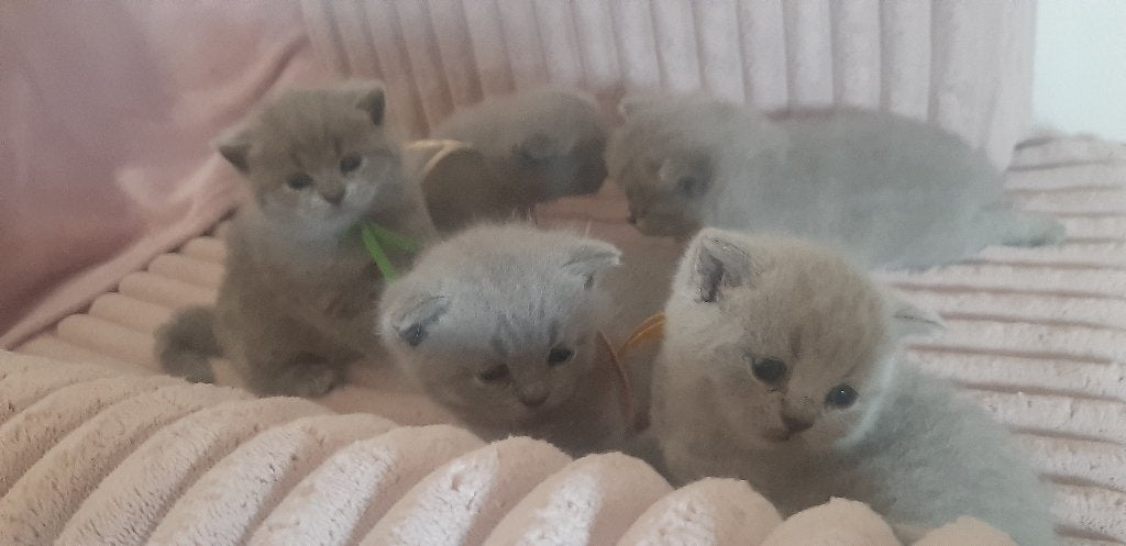 Britse Korthaar kittens uit gezondheidsgesteste ouderdieren., Poes, Met stamboom, 0 tot 2 jaar